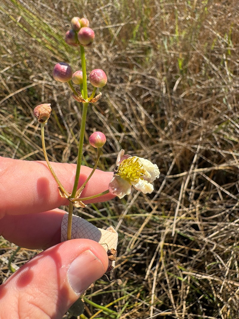 Sagittaria lancifolia subsp. lancifolia photo 7