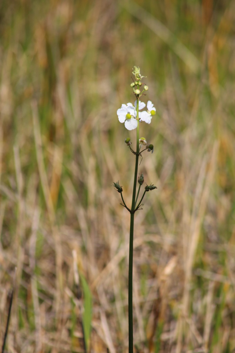 Sagittaria lancifolia subsp. lancifolia photo 8