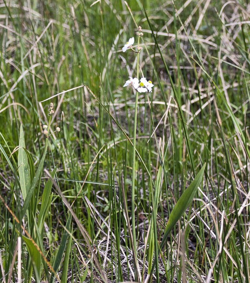 Sagittaria lancifolia subsp. media