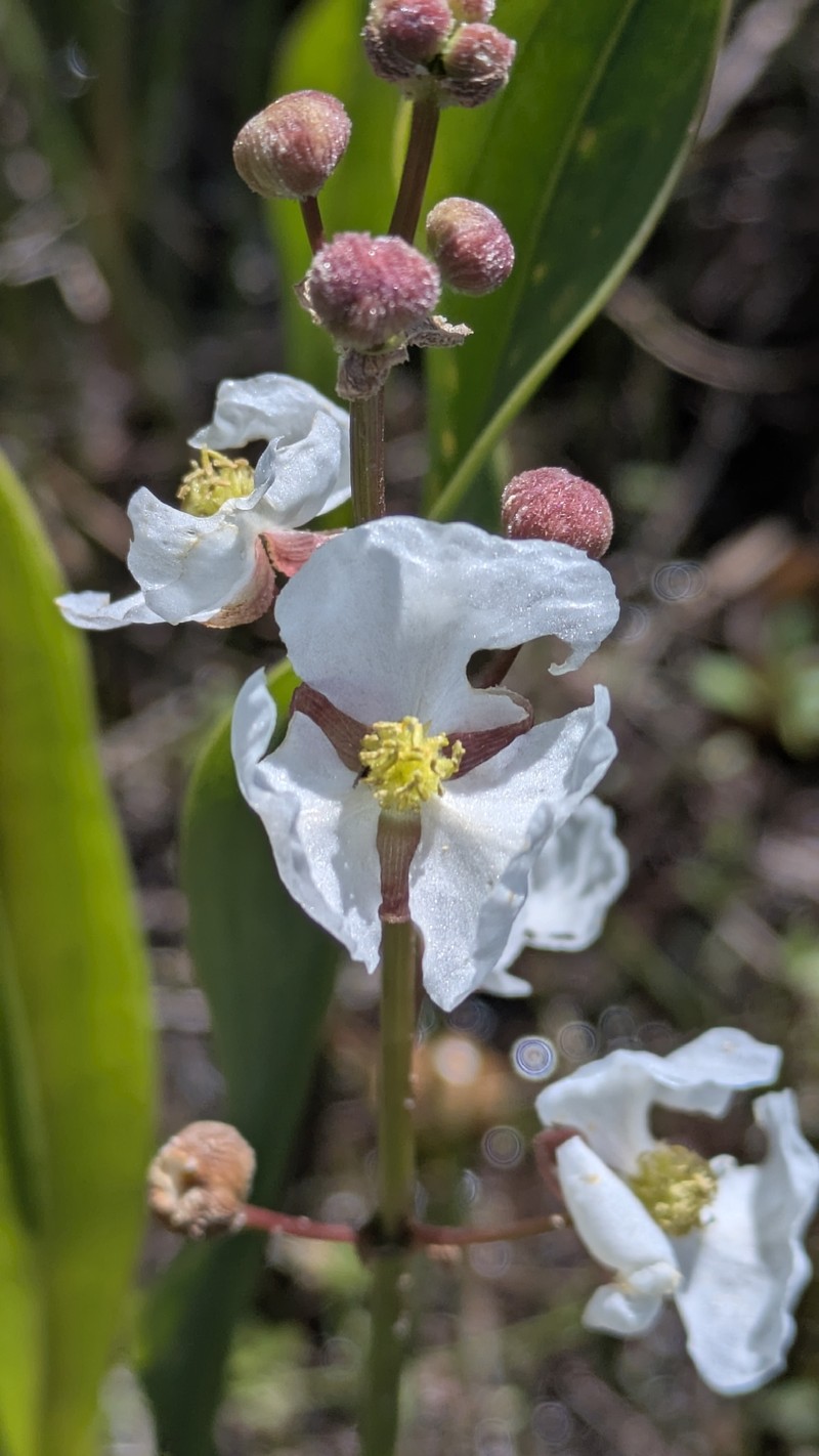 Sagittaria lancifolia subsp. media photo 2