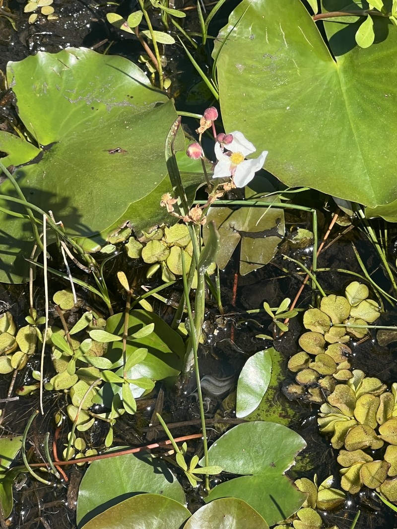 Sagittaria lancifolia subsp. media photo 3