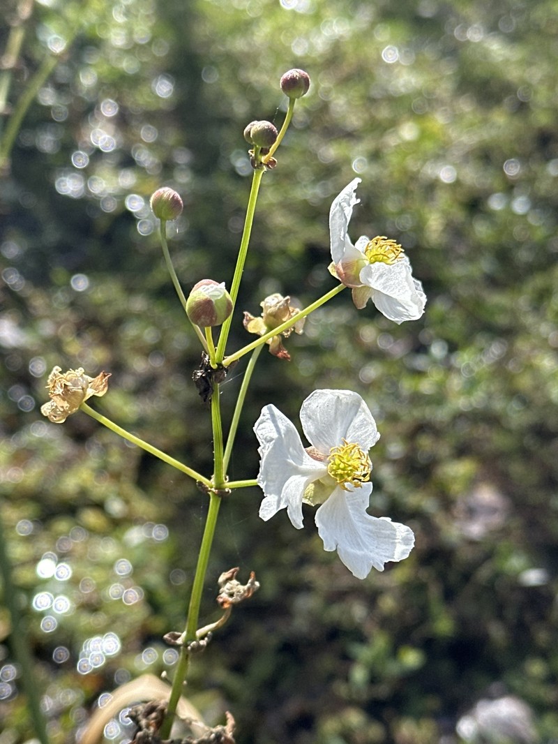 Sagittaria lancifolia subsp. media photo 4