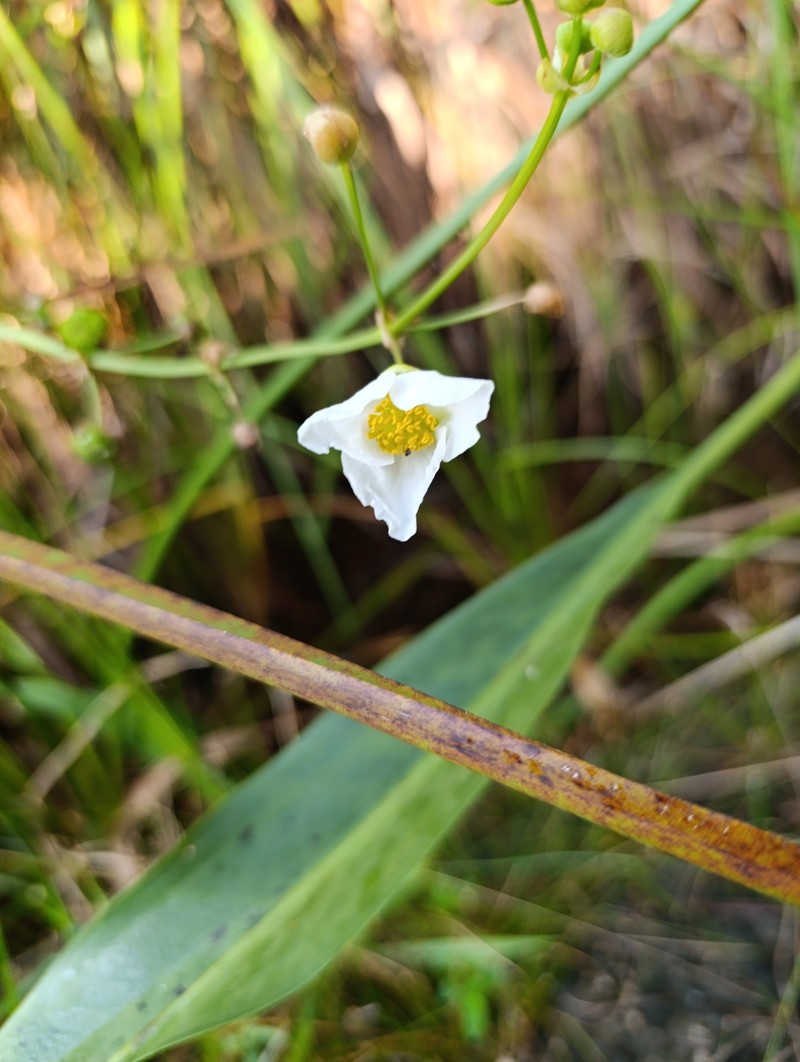 Sagittaria lancifolia subsp. media photo 5