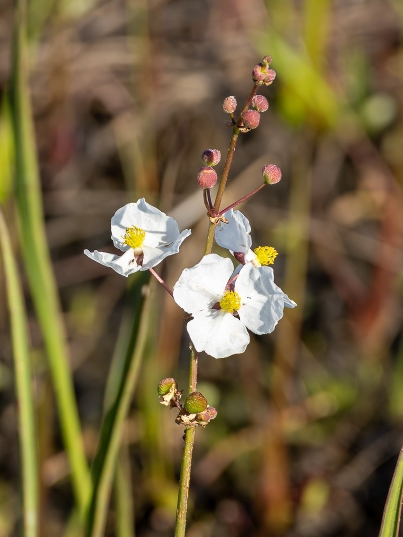 Sagittaria lancifolia subsp. media photo 6