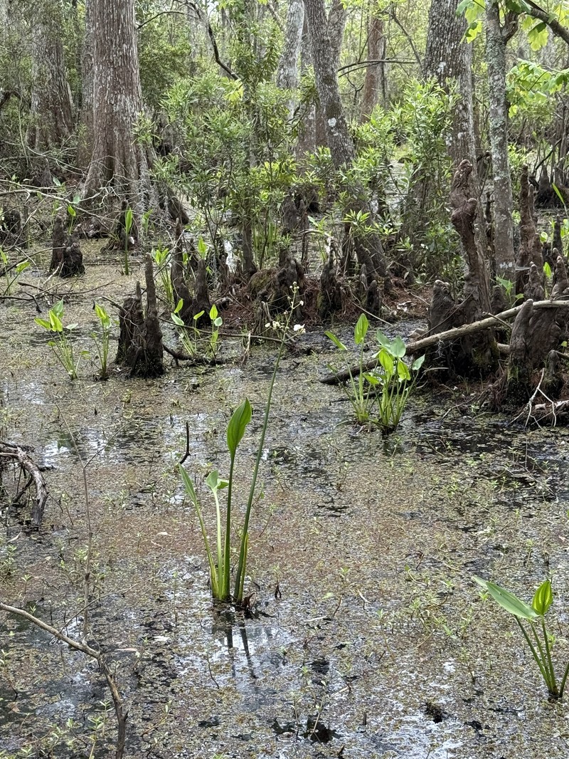 Sagittaria lancifolia subsp. media photo 7
