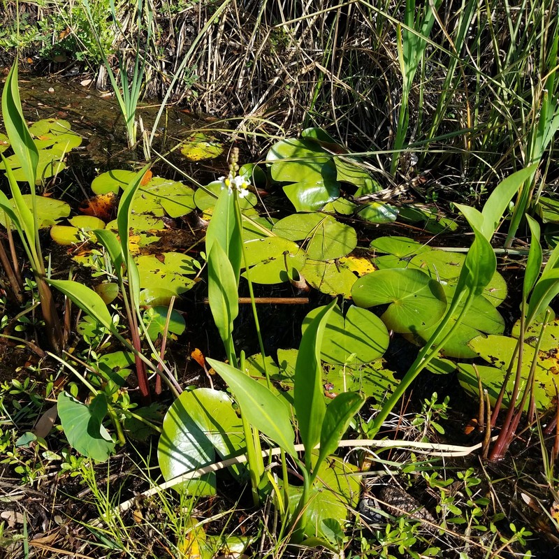 Sagittaria lancifolia subsp. media photo 8