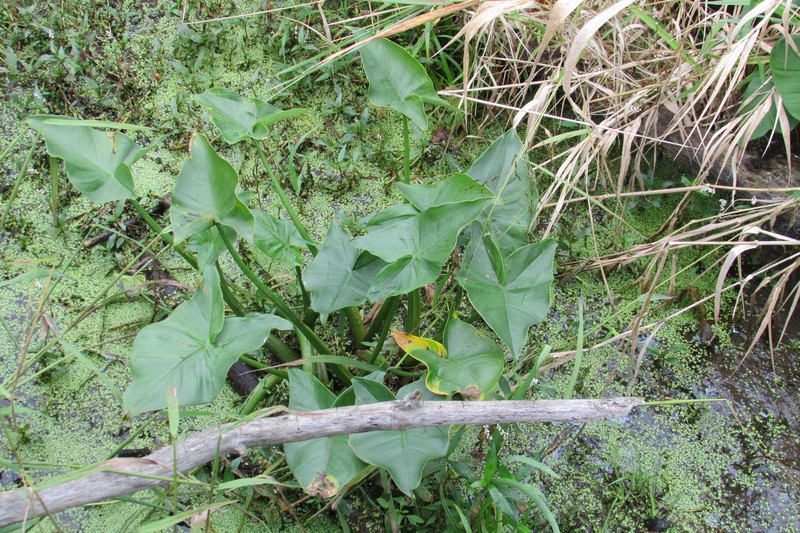 Broadleaf Arrowhead photo 2