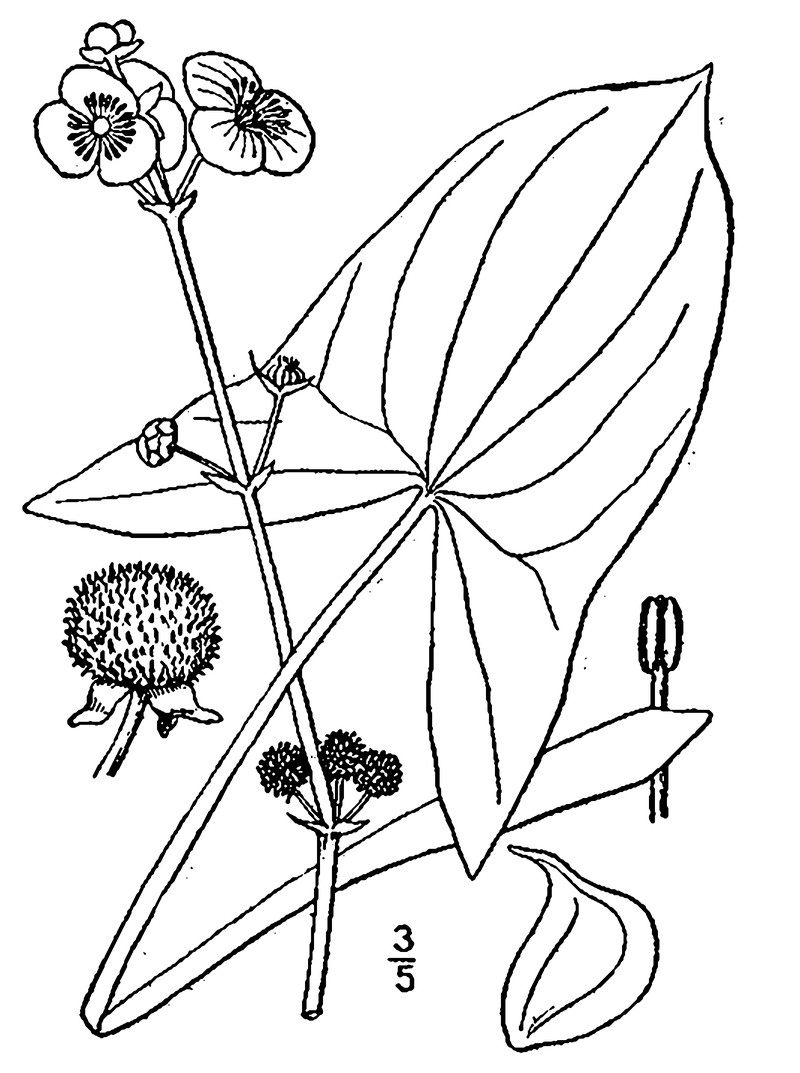 Broadleaf Arrowhead photo 4