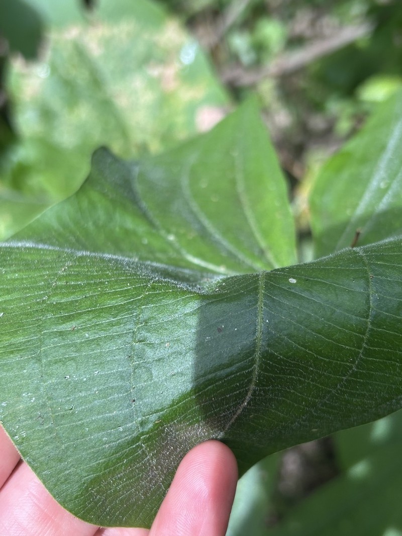 Broadleaf Arrowhead photo 3