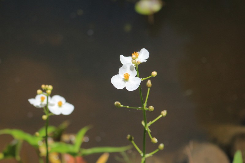 Sagittaria lichuanensis