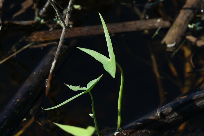 Longbarb Arrowhead