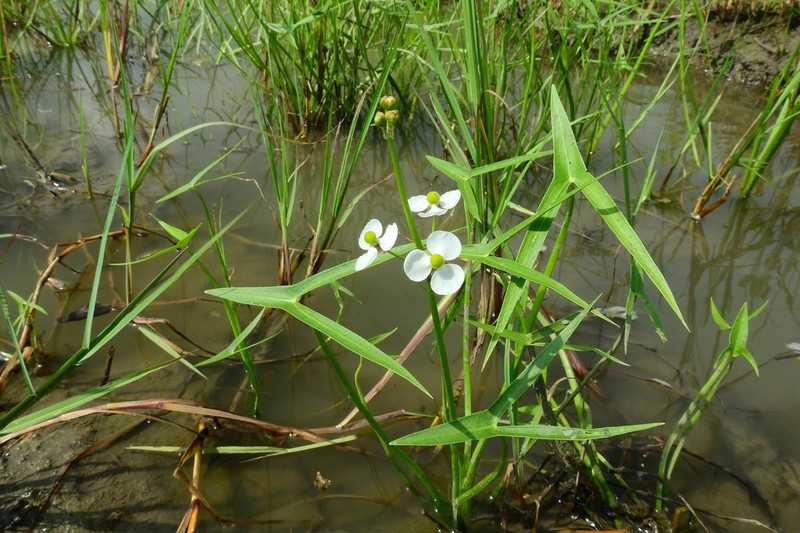 Longbarb Arrowhead photo 2