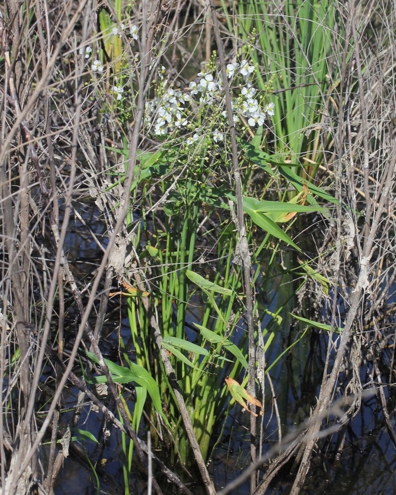 Longbarb Arrowhead photo 5