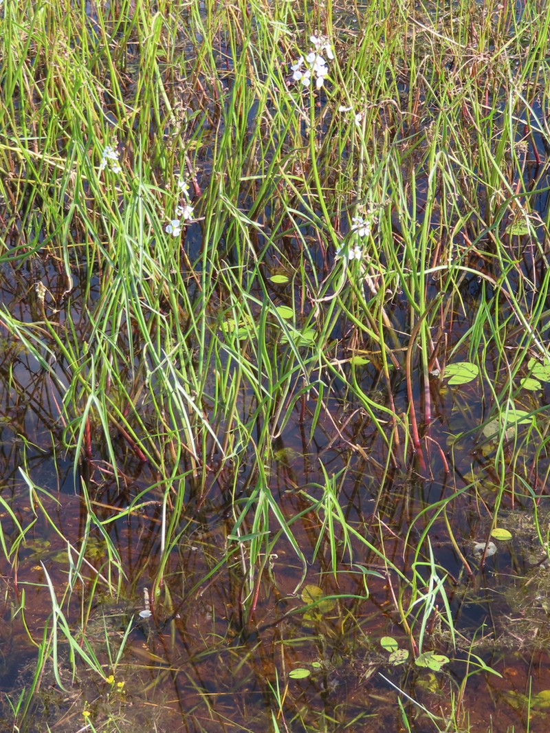 Longbarb Arrowhead photo 6
