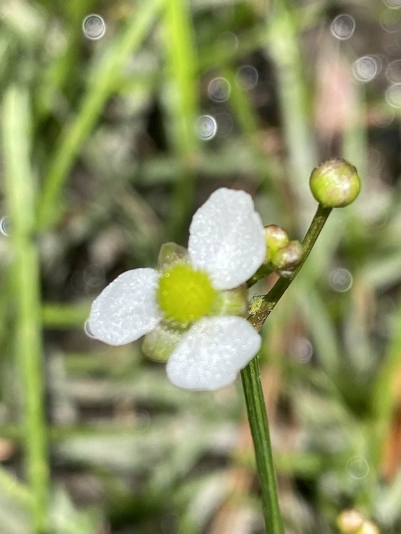 Sagittaria macrocarpa photo 2