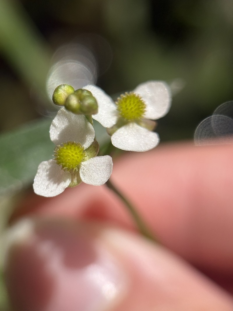Sagittaria macrocarpa photo 3