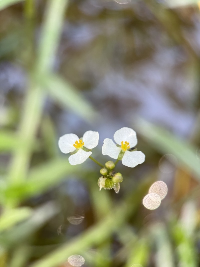 Sagittaria macrocarpa photo 4