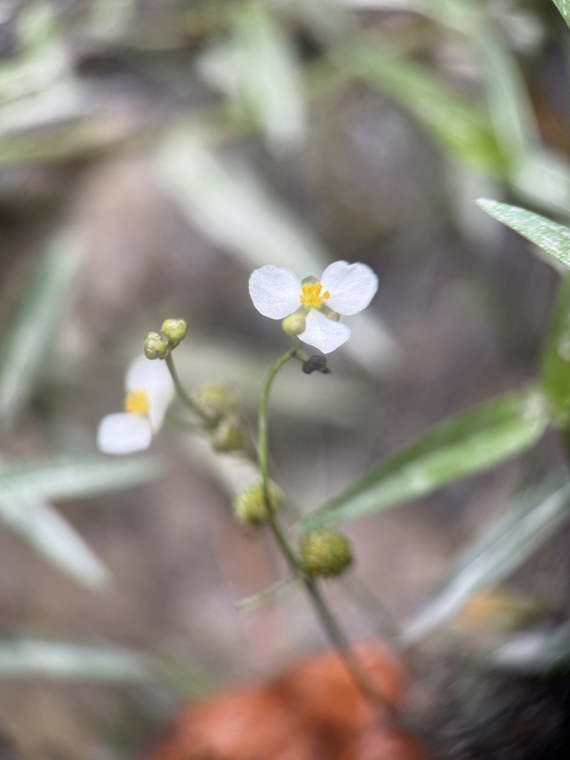 Sagittaria macrocarpa photo 5