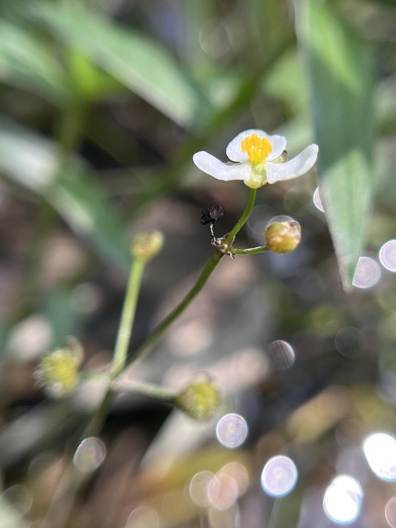 Sagittaria macrocarpa photo 6