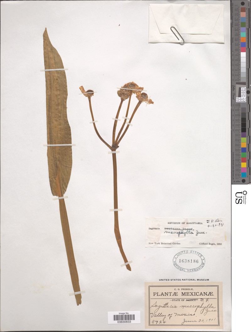 Sagittaria macrophylla