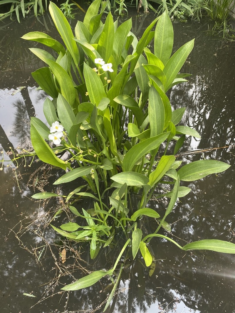 Sagittaria macrophylla photo 2