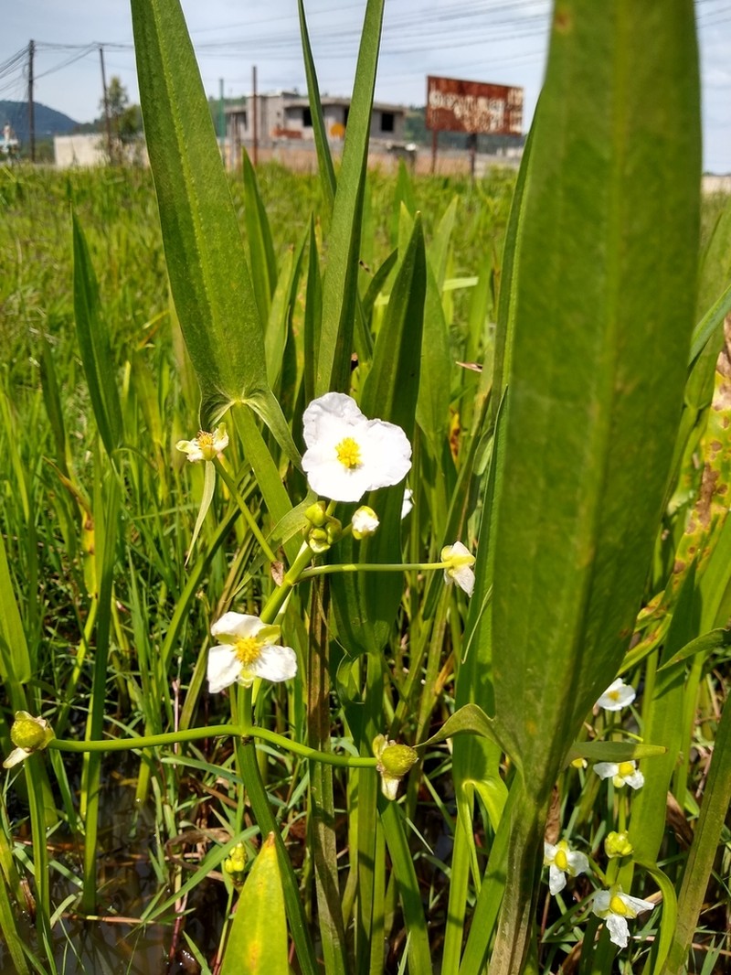 Sagittaria macrophylla photo 3