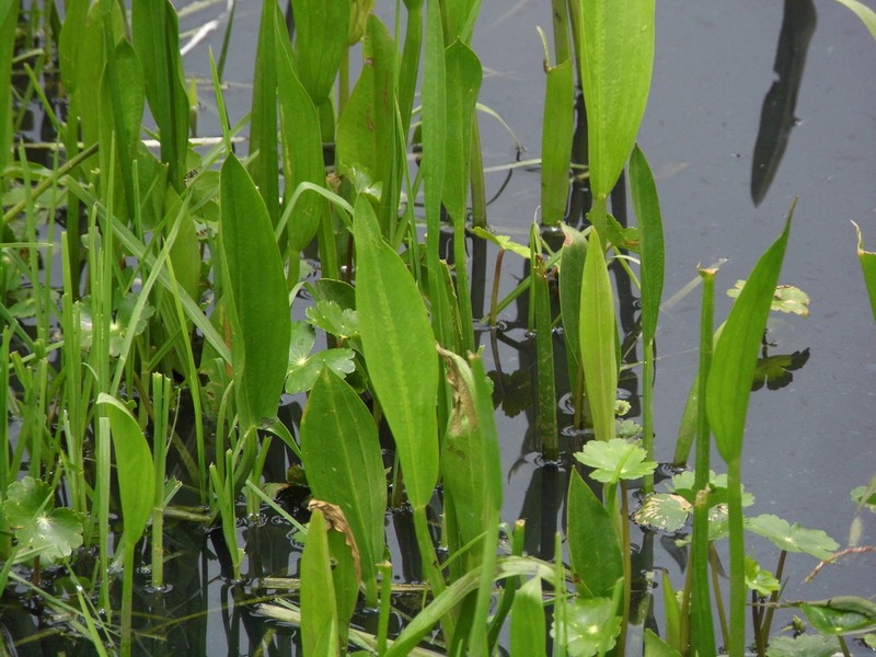 Sagittaria macrophylla photo 4