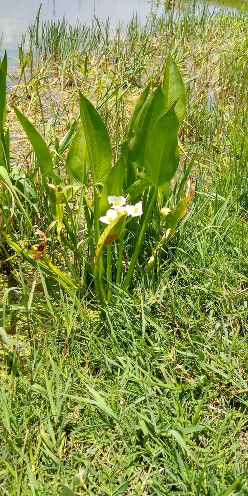 Sagittaria macrophylla photo 5