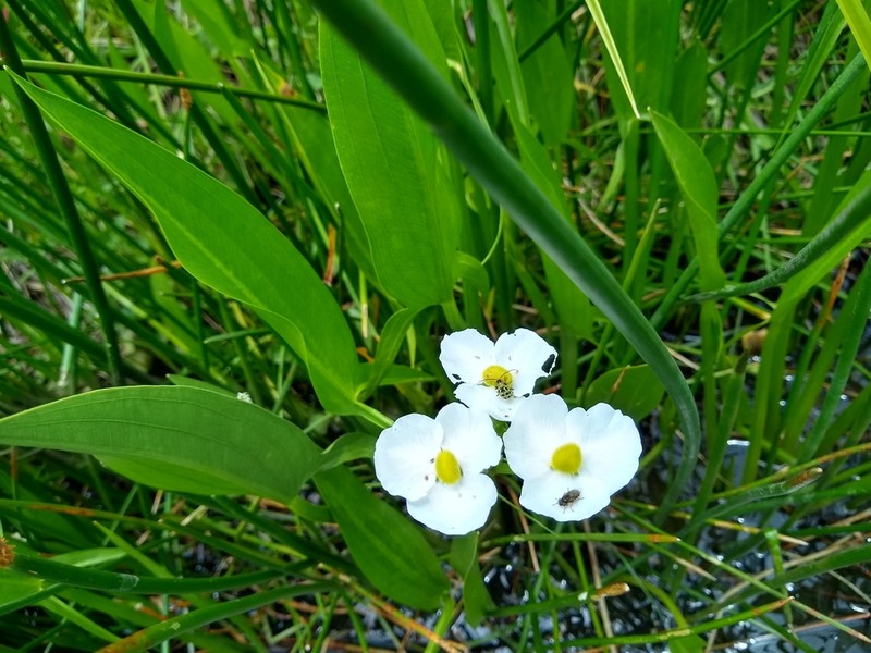 Sagittaria macrophylla photo 6