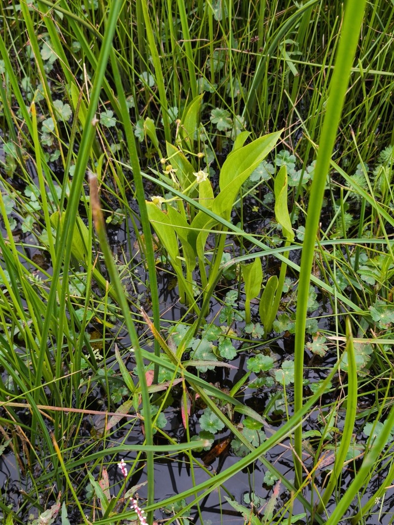 Sagittaria macrophylla photo 7