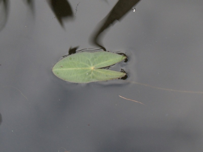 Sagittaria natans