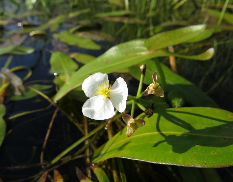 Sagittaria natans photo 2