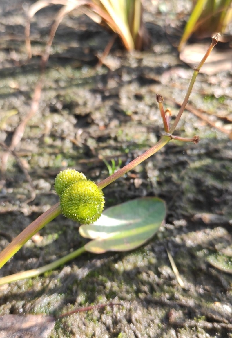 Sagittaria natans photo 3