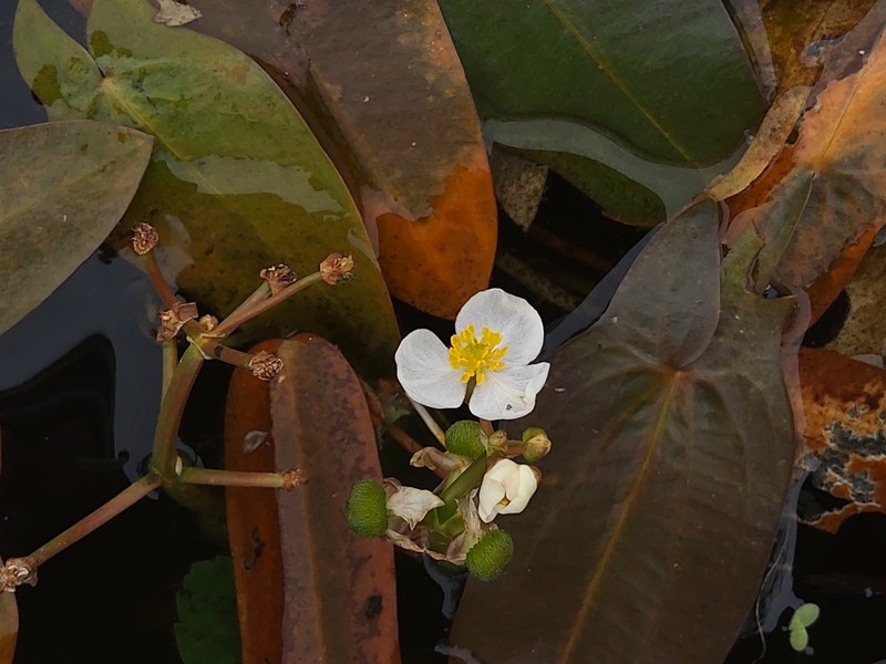 Sagittaria natans photo 4