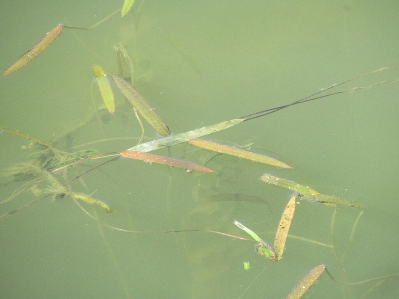 Sagittaria natans photo 5