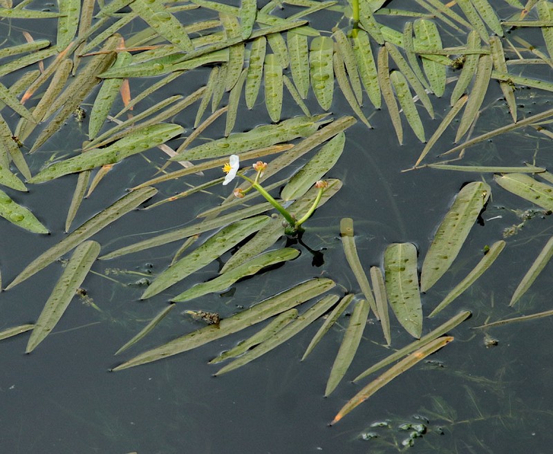 Sagittaria natans photo 6