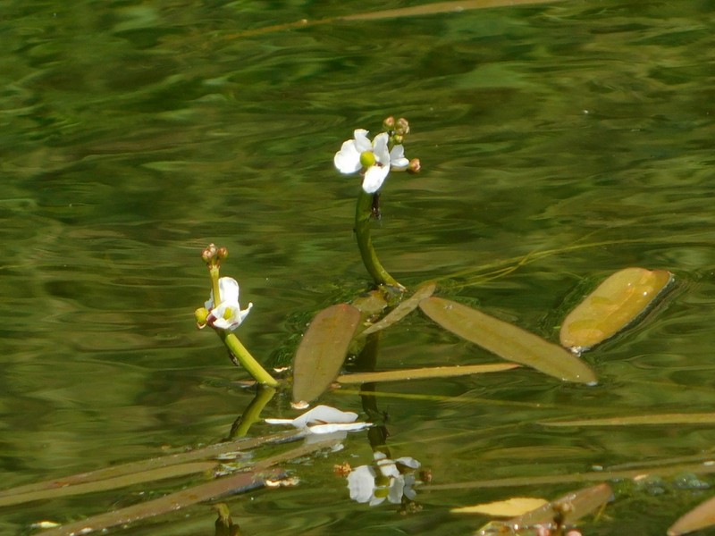 Sagittaria natans photo 7