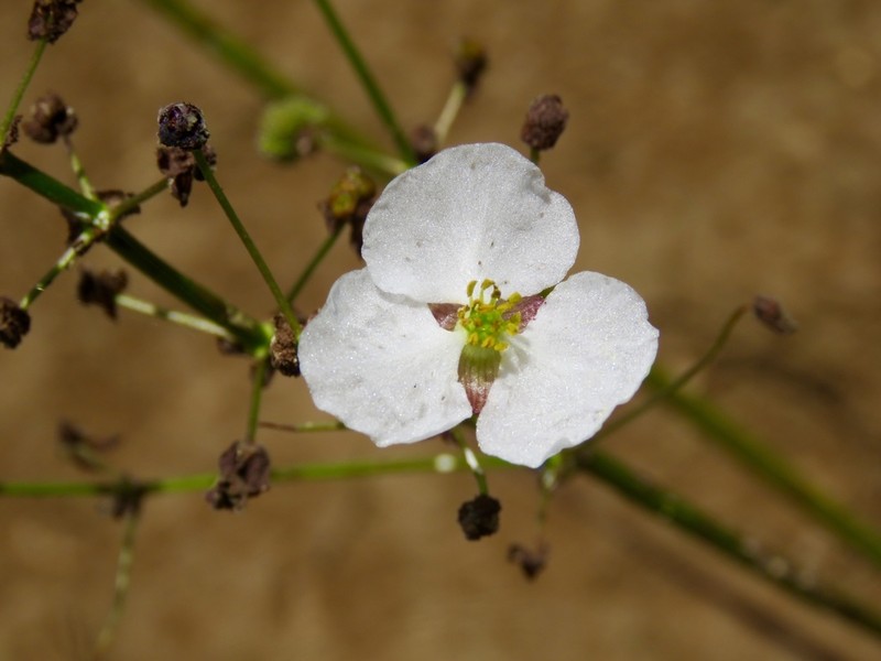 Nipplebract Arrowhead