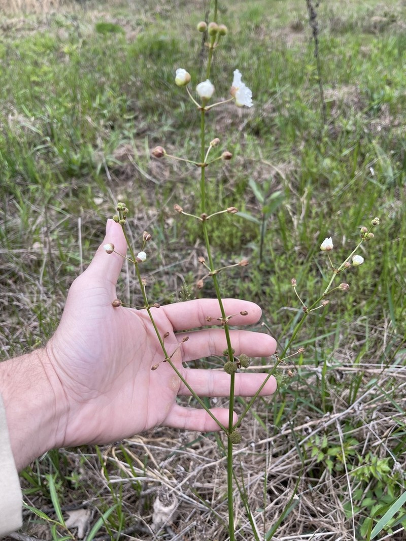 Nipplebract Arrowhead photo 2