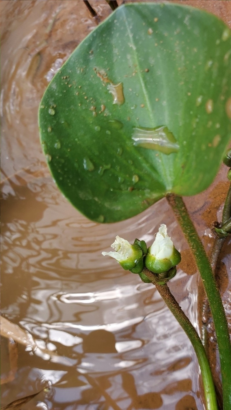 Sagittaria planitiana