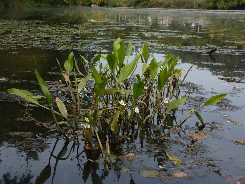 Delta Arrowhead photo 6