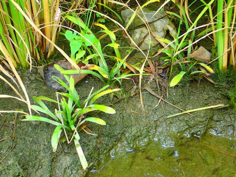 Sagittaria pygmaea photo 2
