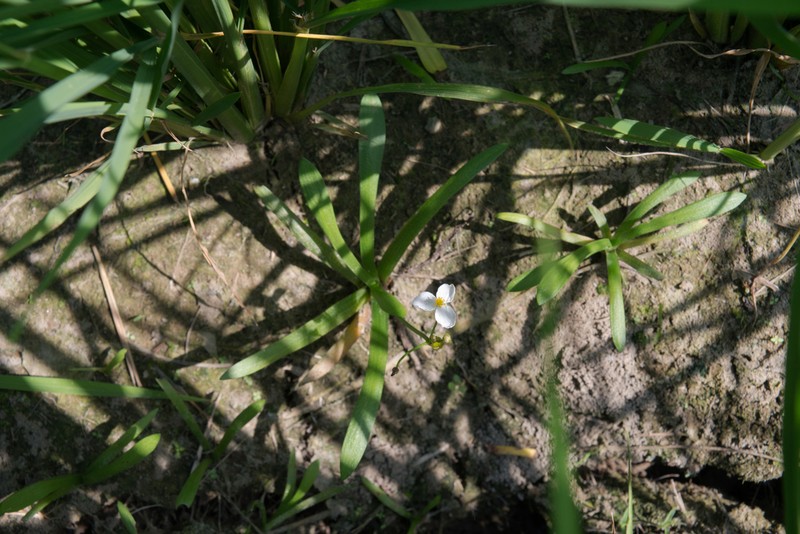 Sagittaria pygmaea photo 3