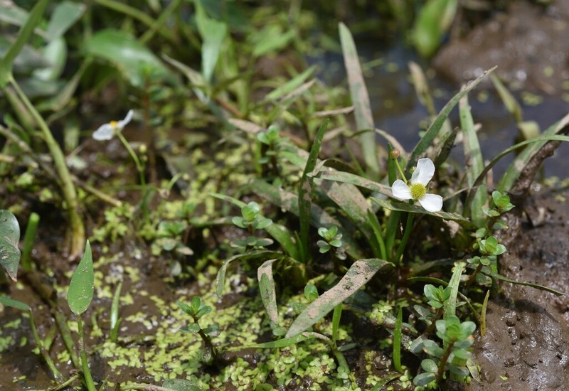 Sagittaria pygmaea photo 4