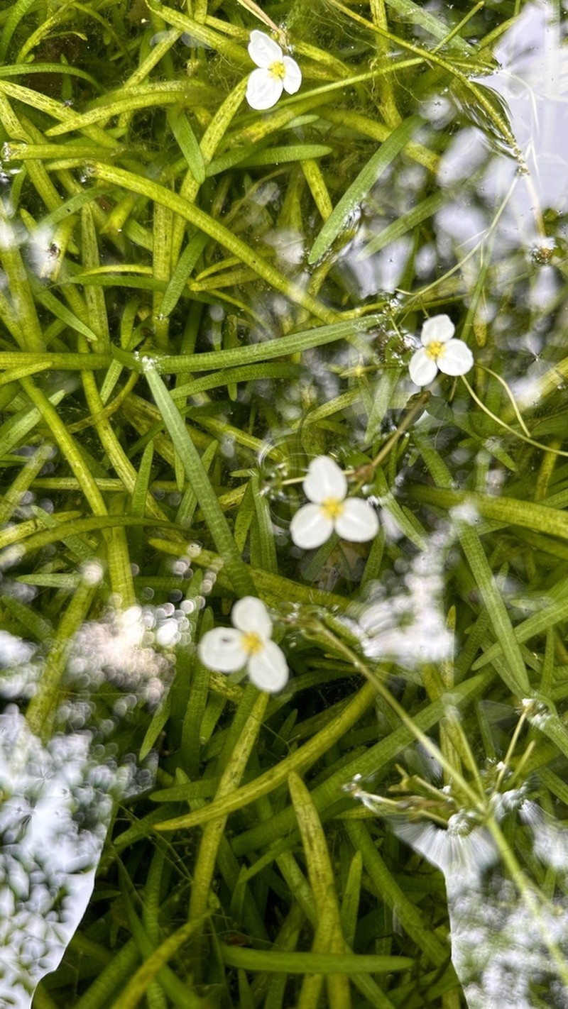 Sagittaria pygmaea photo 5