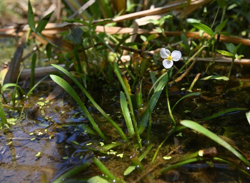 Sagittaria pygmaea photo 6