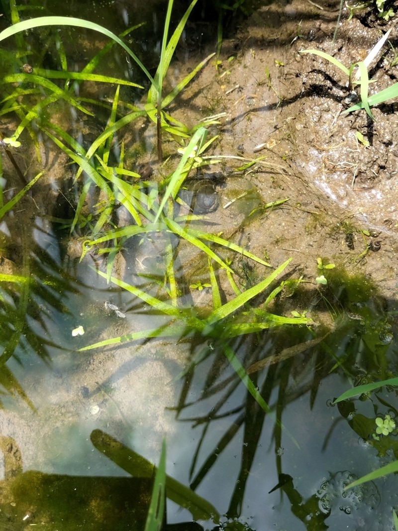 Sagittaria pygmaea photo 7