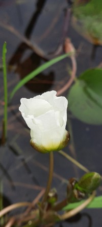 Sagittaria rhombifolia