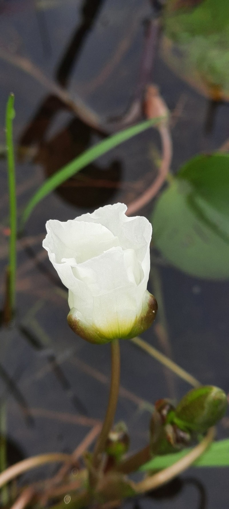Sagittaria rhombifolia