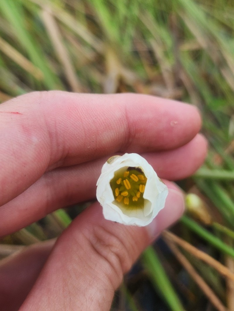 Sagittaria rhombifolia photo 2